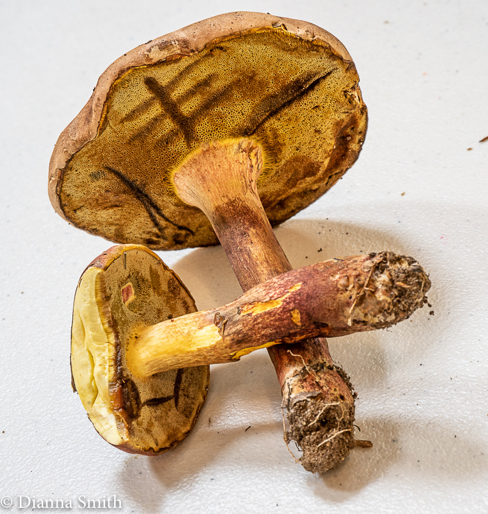 Lanmaoa pseudosensibilis 02569