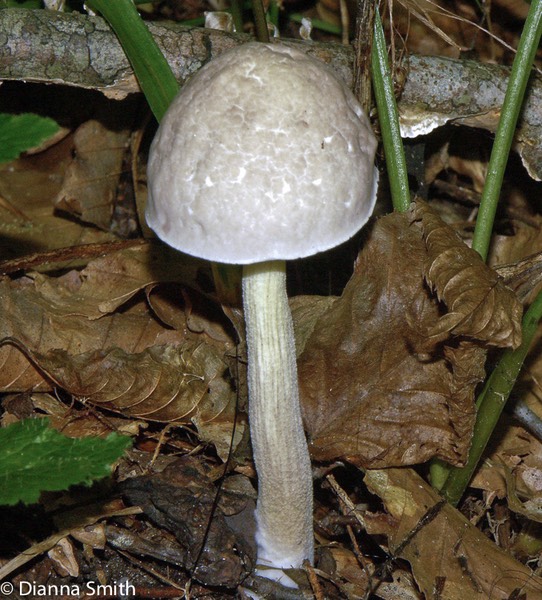 Leccinum abellum 0567