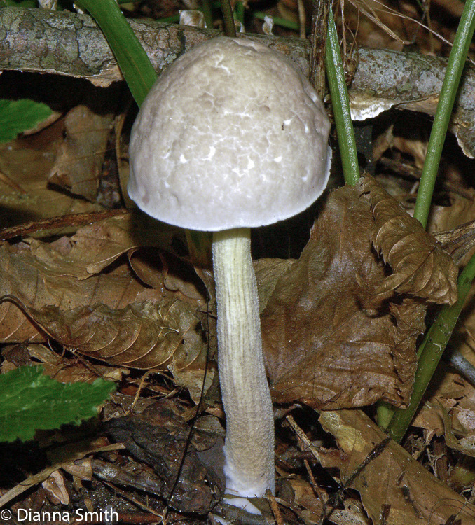 Leccinum abellum 0567