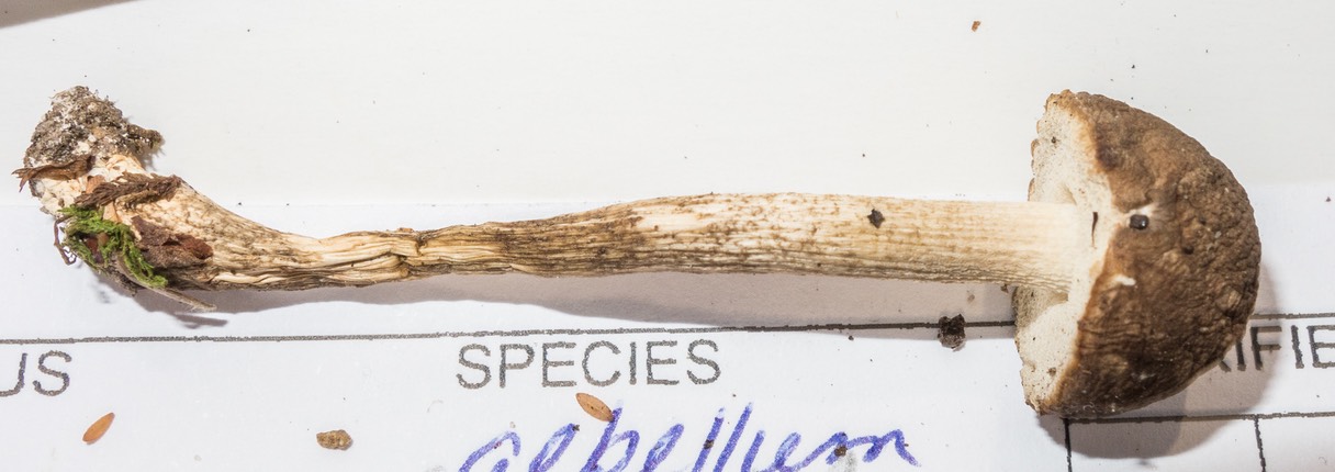 Leccinum albellum 3447