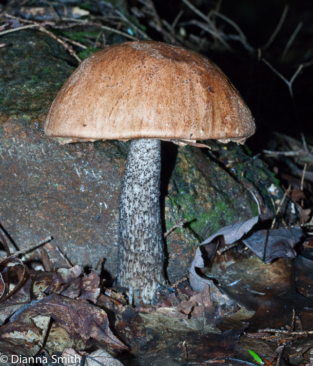 Leccinum atrostipitatum ?02684