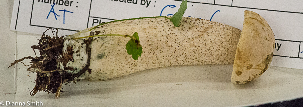 Leccinum holopus 01610