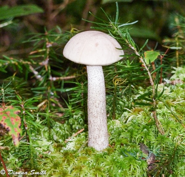 Leccinum holopus1020371
