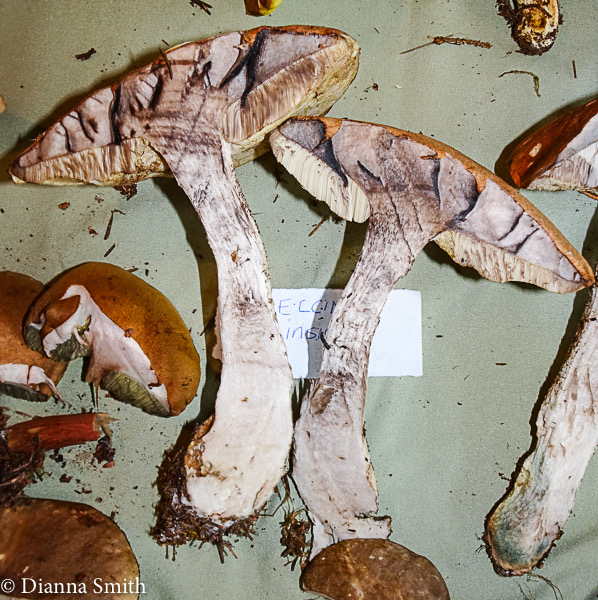 Leccinum insigne 08436