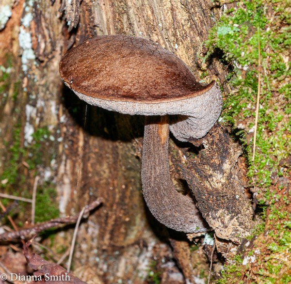 Leccinum melaneum  1010163