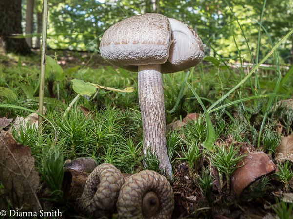 Leccinum scabrum 3563