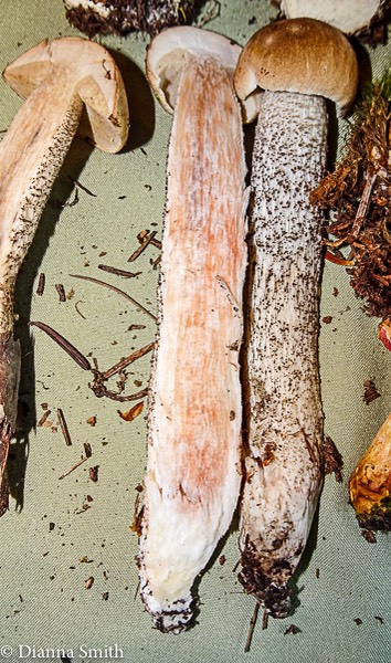 Leccinum subleucophaeum 08433