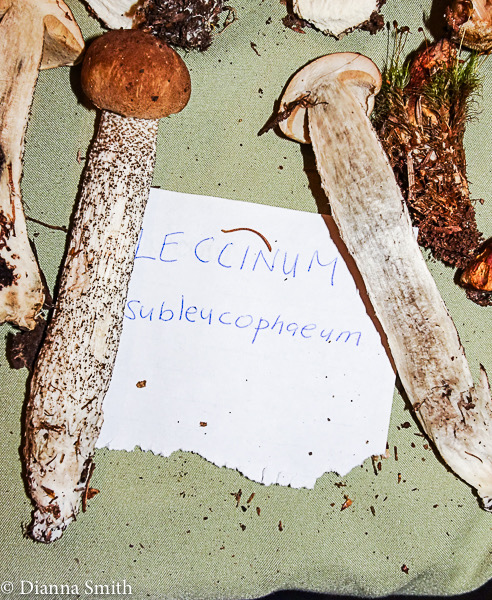 Leccinum subleucophaeum 08438