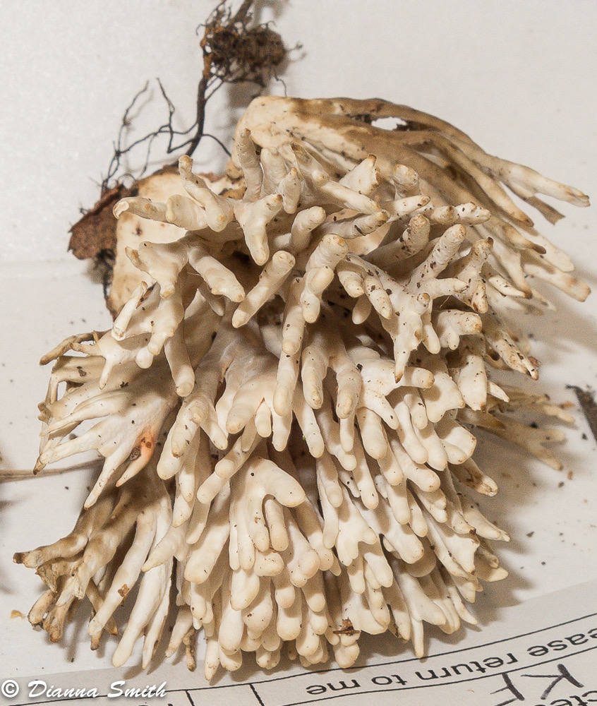 Lentaria byssiseda 3318