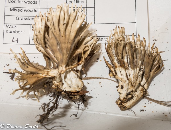 Lentaria byssiseda 3320