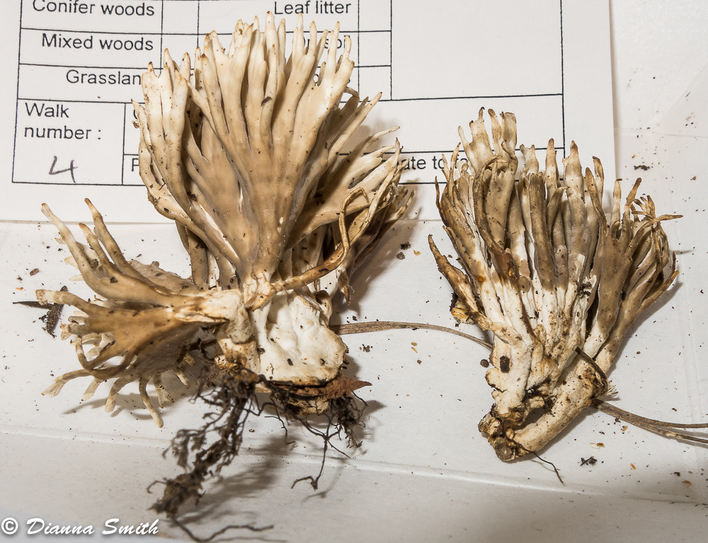 Lentaria byssiseda 3320