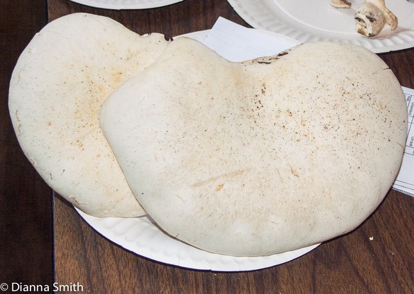 Lentinus levis (Pleurotus levis, Panus strigosus)6823