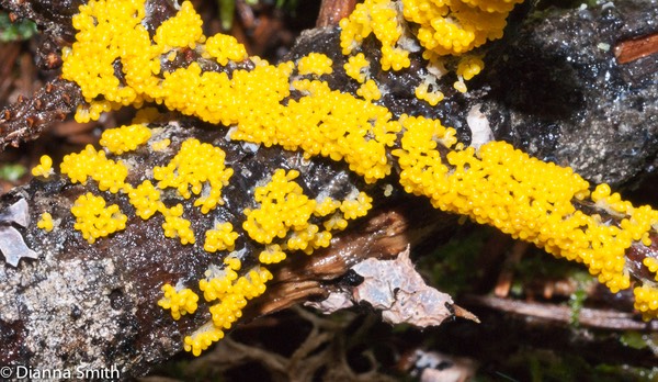 Leocarpis fragilis02232