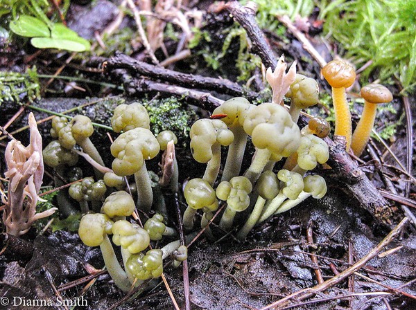 Leotia atrovirens & lubrica7608