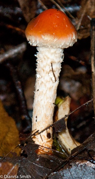 Leratiomyces squamosus var. thraustus (Stropharia thrausta)06305