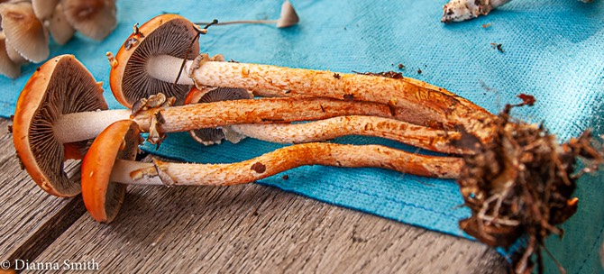 Leratiomyces squamosus (Stropharia thrausta) 06332