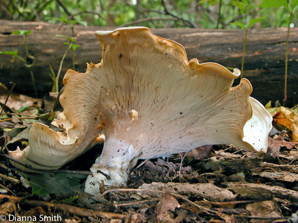 Leucopaxillus giganteus8652