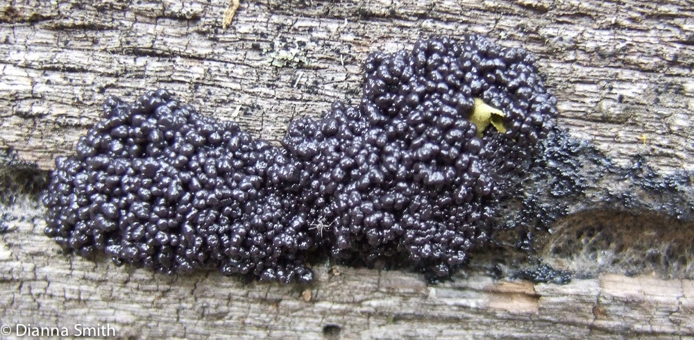 Lindbladia tubulina 0486