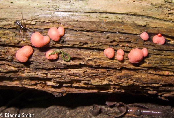 Lycogala epidendrum_1437