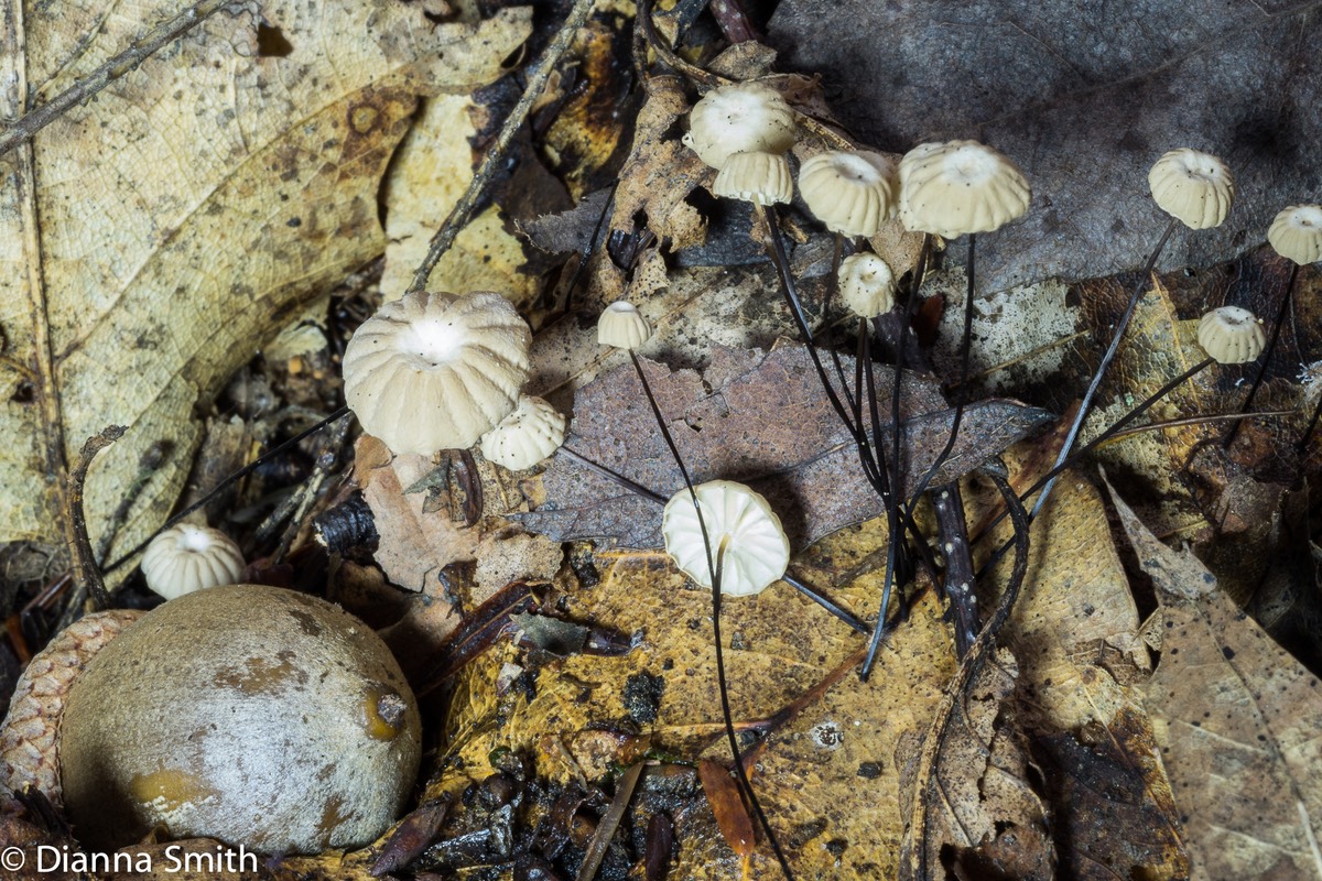 Marasmius capillaris02170