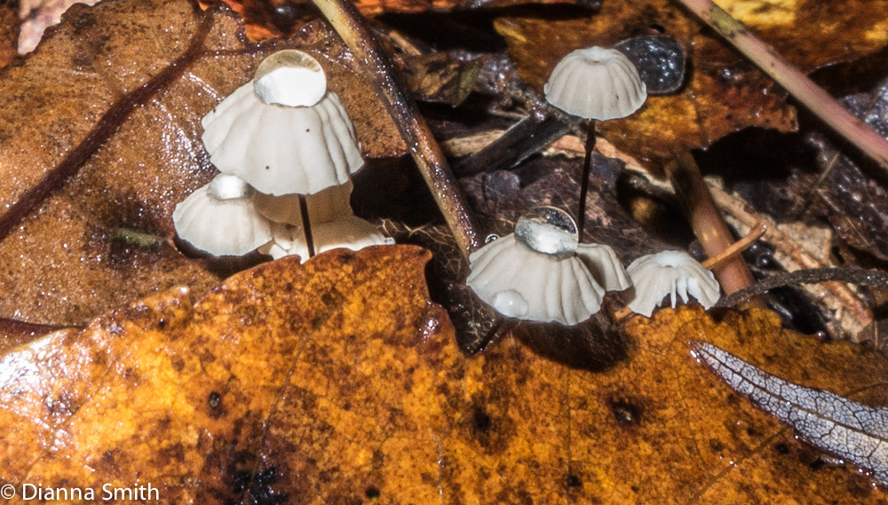 Marasmius capillaris1965