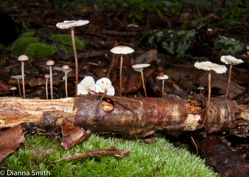 Marasmius delectans mb3054