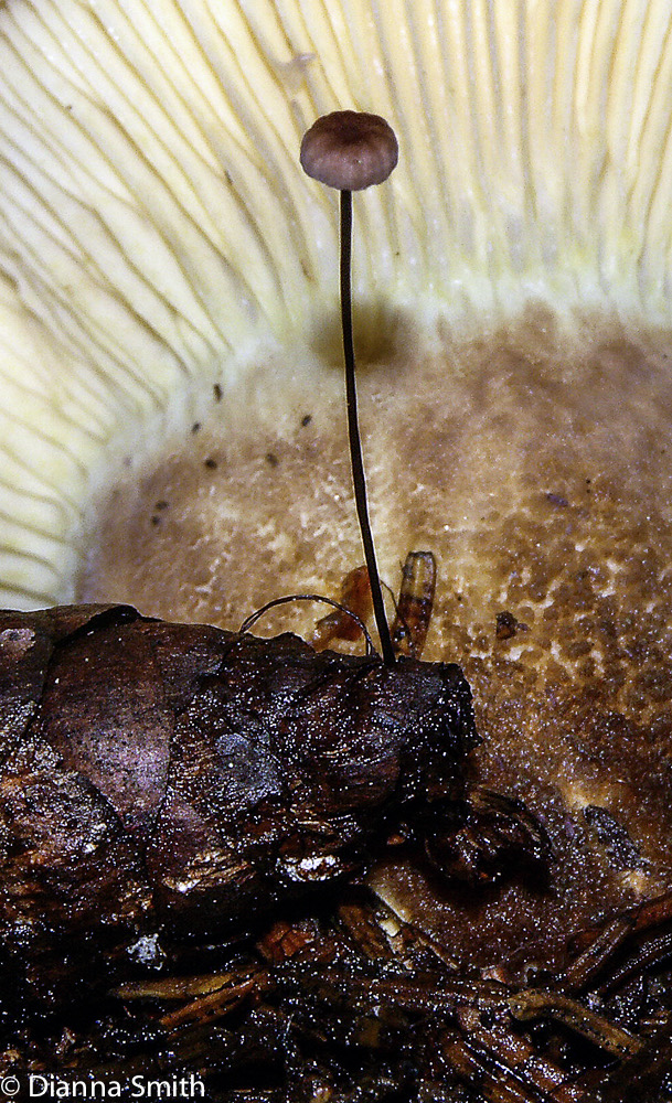 Marasmius pulcherripes & Paxillus atrotomentosus 1421