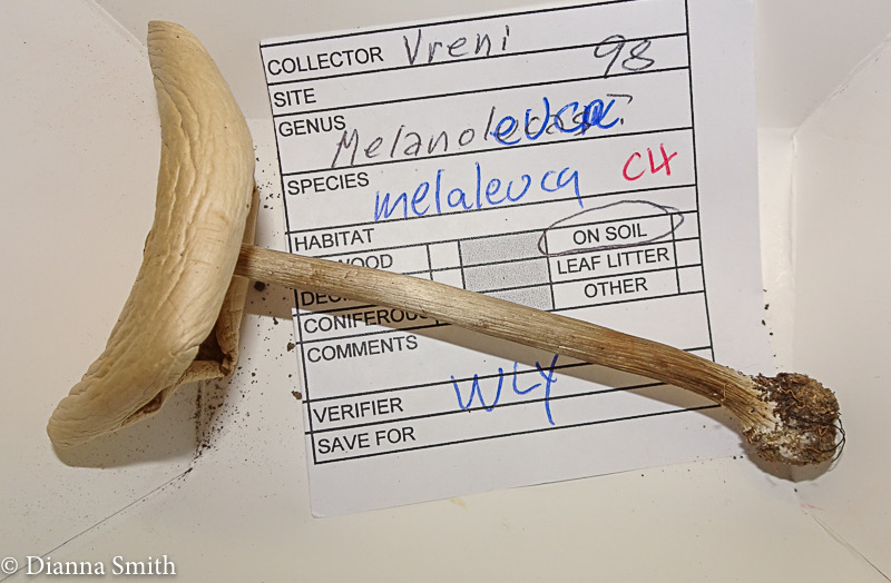 Melanoleuca malaleuca 03056