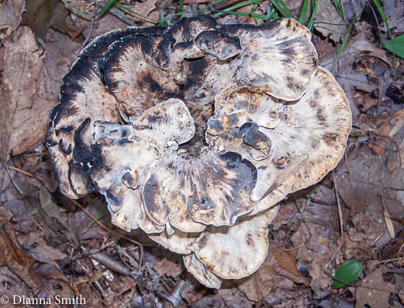 Meripilus sumsteinei0113