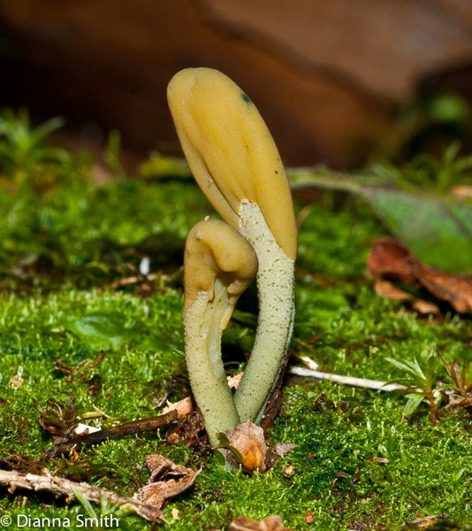 Microglossum viride02638