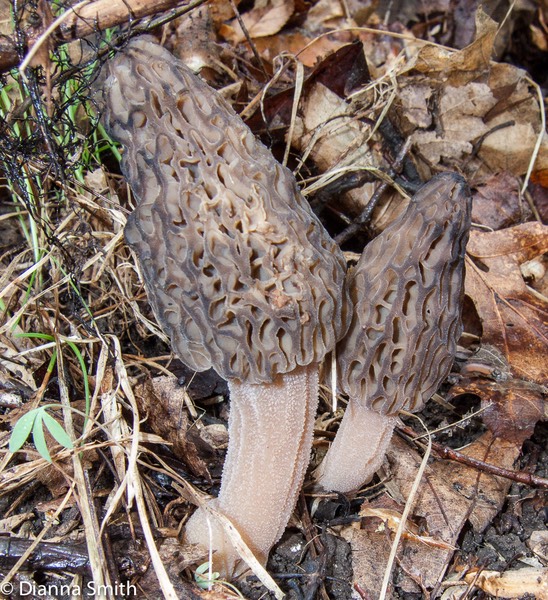 Morchella angusticeps (Morchella elata) 1605