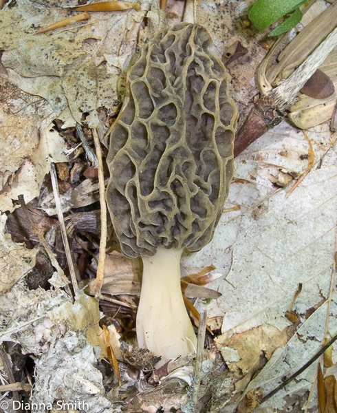 Morchella diminutiva0176