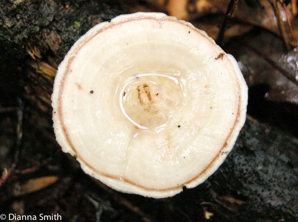 Mycorrhaphium adustium3786