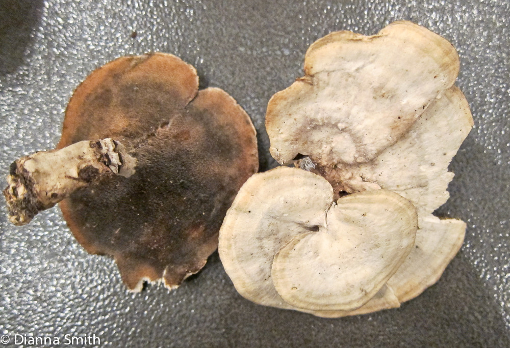 Mycorrhaphium adustum 2093