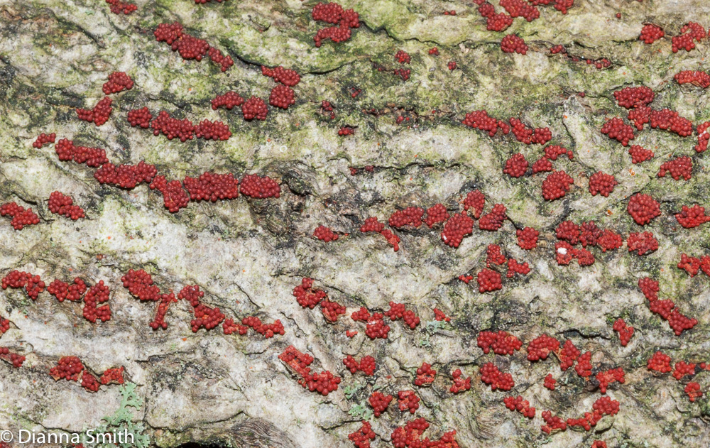 Nectria coccinea 02933