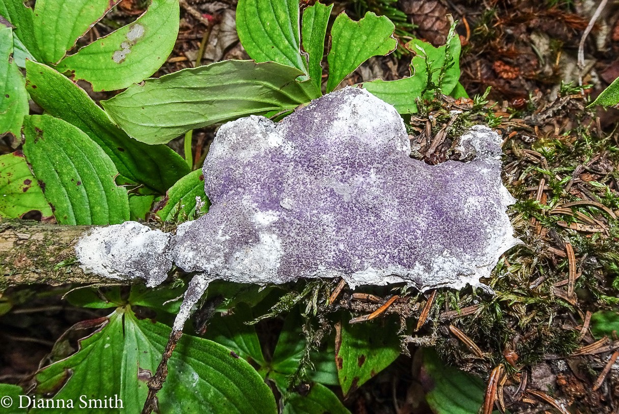Nectriopsis violacea Parasite on Fuligo septica 08170
