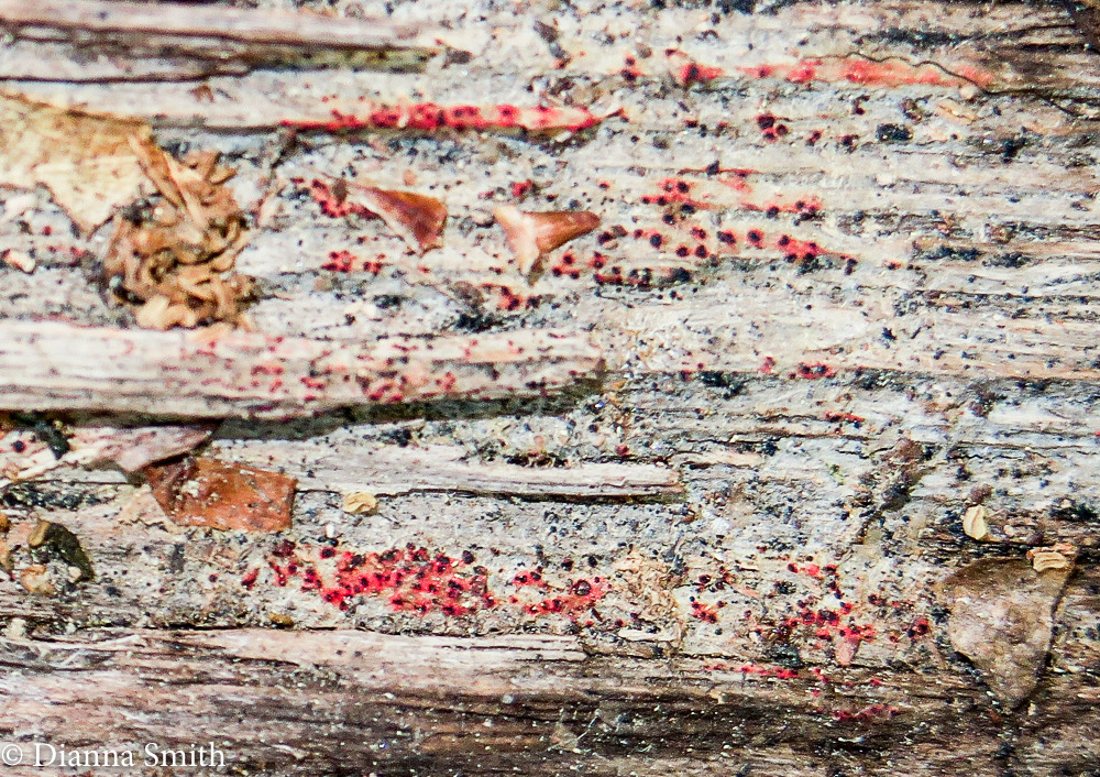 NEMF Patinellaria sanguinea_0872