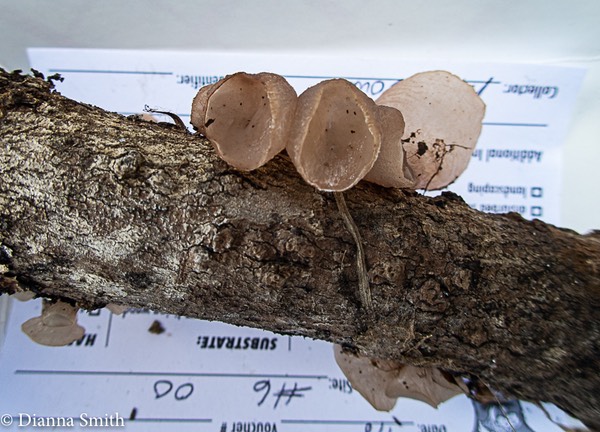 Neobulgaria pura 9080702