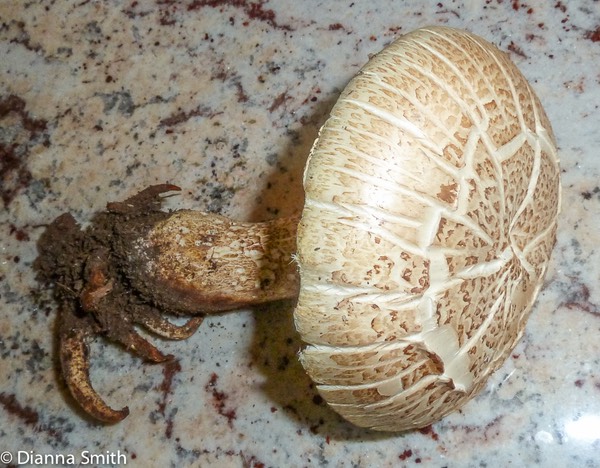 Neolentinus lepideus1000981