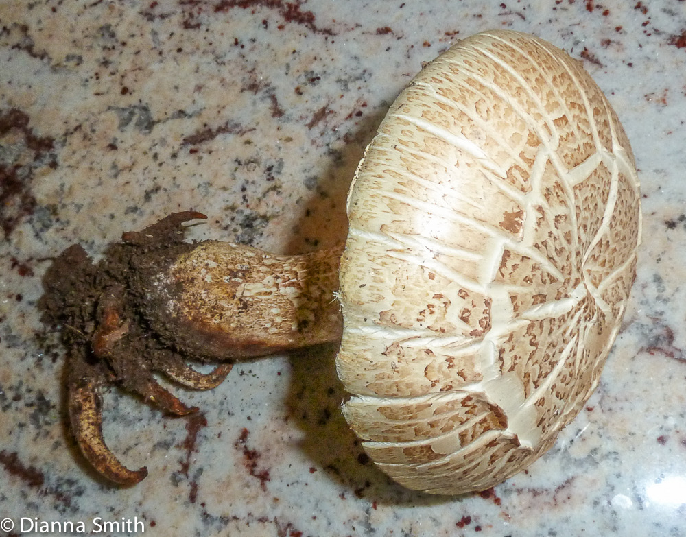 Neolentinus lepideus1000981