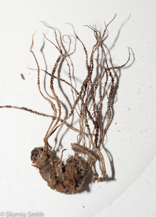 Ophiocordyceps michiganesis01509