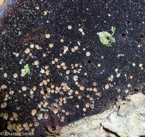 Orbelia on polypore1020173