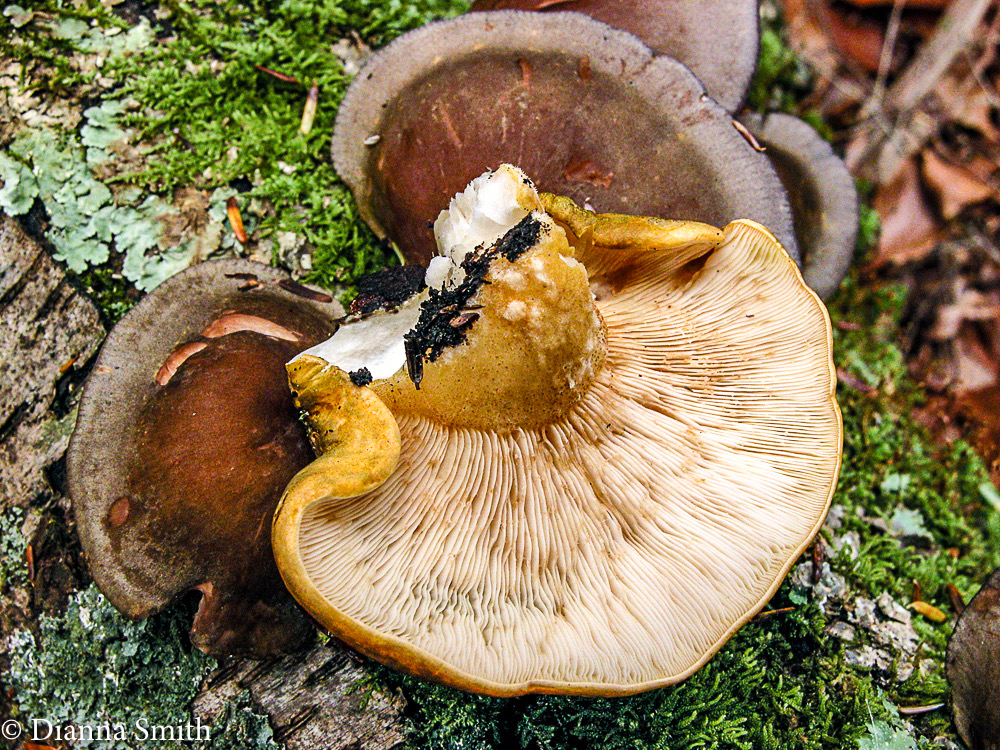 Panellus serotinus9848