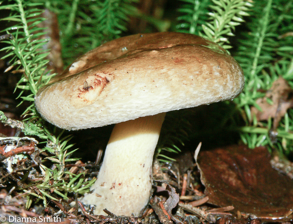 Paxillus involutus1550