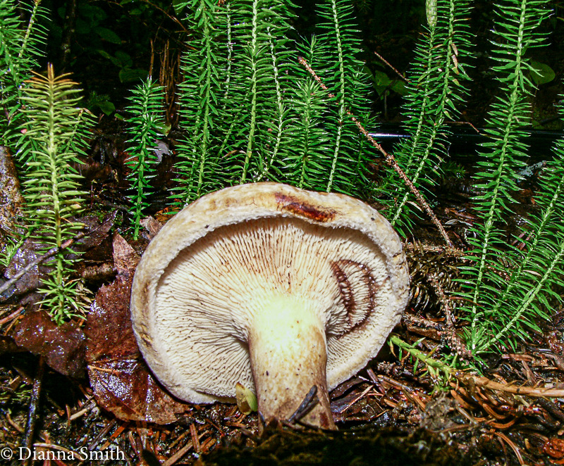 Paxillus involutus1555