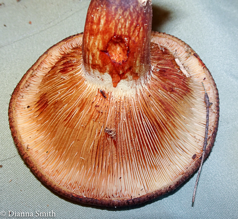 Paxillus vernalis or involutus 08362