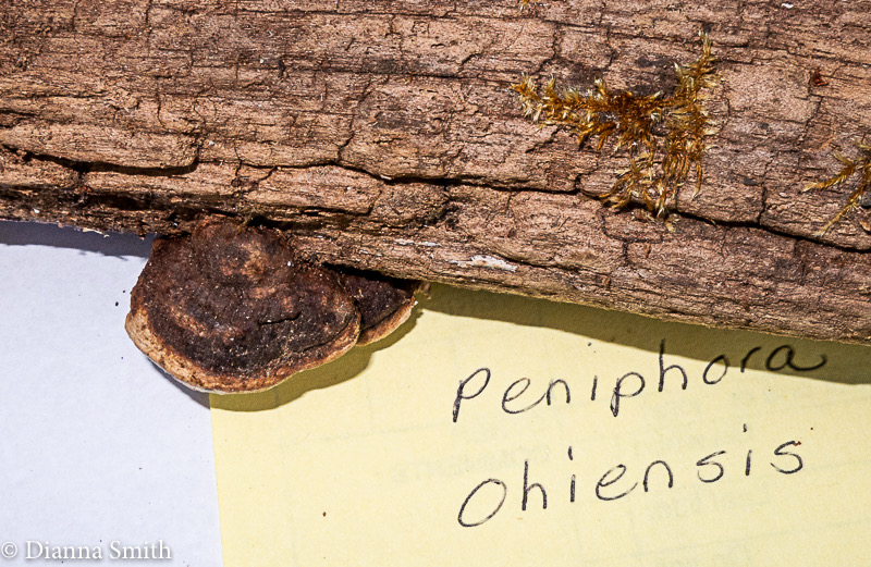 Peniophora ohiensis 3033