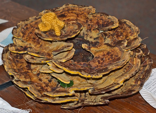 Phaeolus schweinitzii- dye musshroom01306