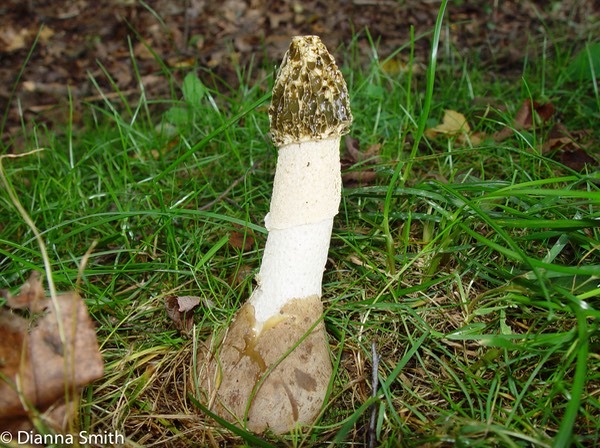 Phallus dupliticatus02045
