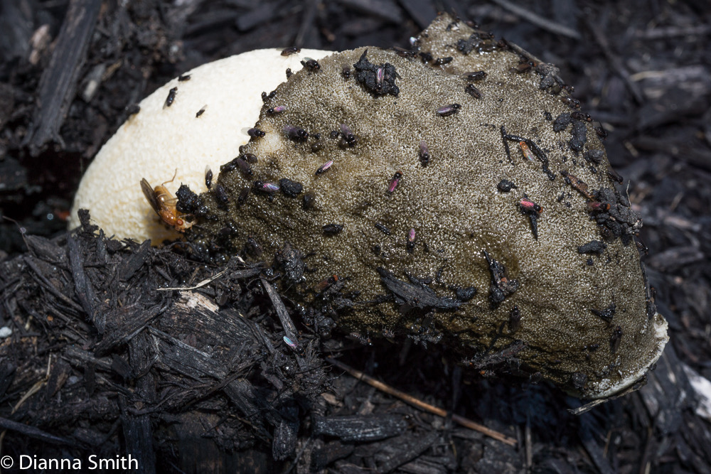 Phallus ravenelii02496